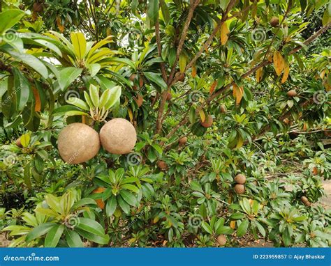 Young Sapodilla or Sapota or Chikoo Tree Bearing Fruit Stock Image ...