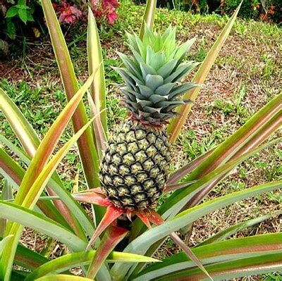 Dwarf Pineapple Seeds, Very Sweet, 100pcs/pack