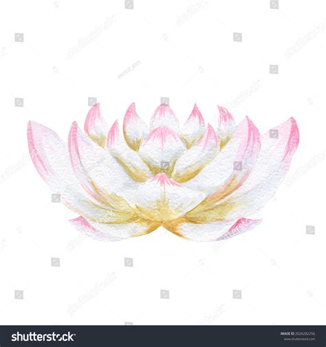 Watercolor Lotus Flower Isolated On White Stock Illustration 2026282256 ...