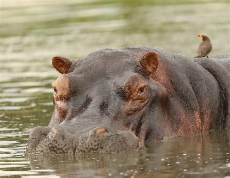 Hippopotamidae - Hippopotamuses Family - Hippo Haven