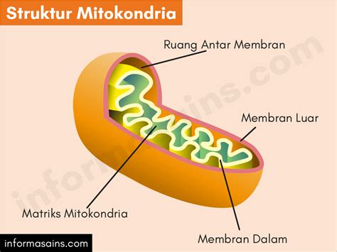 Jawaban Fungsi Mitokondria Dan Struktur Sel Hewan Dan Tumbuhan - Riset