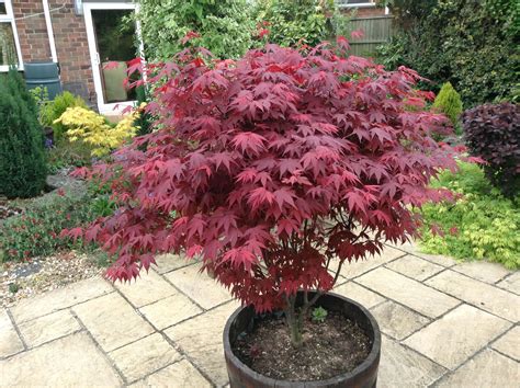 les pièces dette Une nuit erable palmé acer palmatum atropurpureum rôle ...