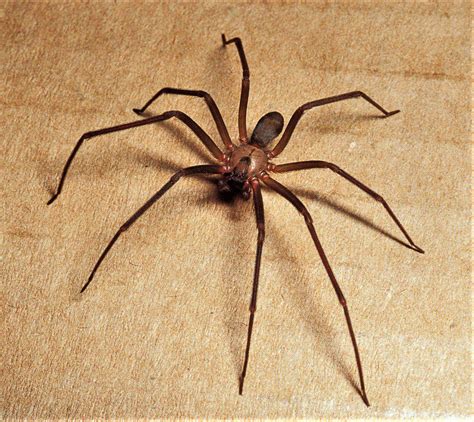 Brown recluses Venomous spiders common here, but little danger, really ...