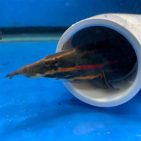 Fire eel for sale - Exotic Fish Shop - 774-400-4598