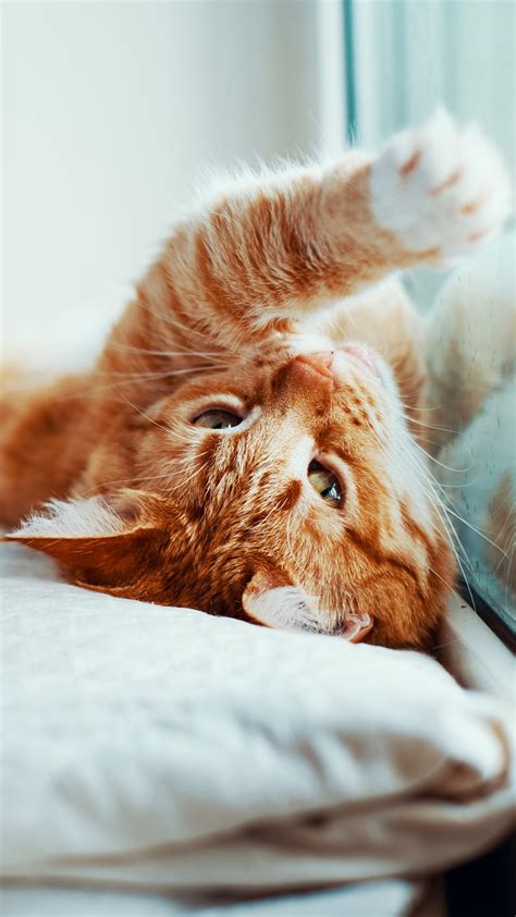 Cute Pet Cat Playing 4K Ultra HD Mobile Phone Wallpaper