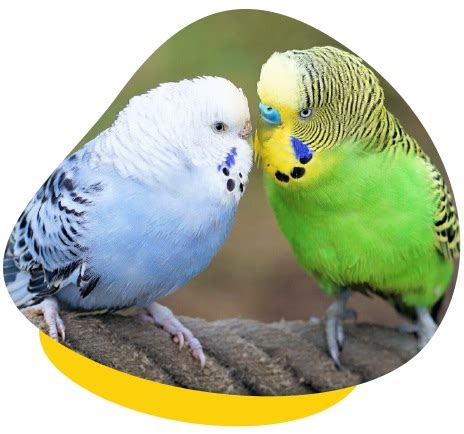 How to Properly Care for Pet Budgies - Unusual Pet Vets