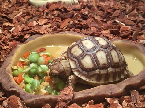 How to Care for Your Sulcata Tortoise | Sulcata tortoise, Tortoise food, Sulcata tortoise diet