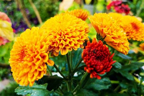 Closeup of Marigold Flowers. Marigolds are a Genus of Annual and Perennial Plants of the ...