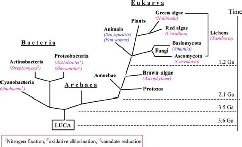 Phylogenetic tree showing the three kingdoms of life (bacteria,... | Download Scientific Diagram