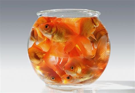 The Goldfish Bowl - A Publishing Analogy - Deirdra Eden