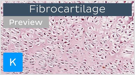 Cartilage Anatomy Histology Types And Functions Kenhub