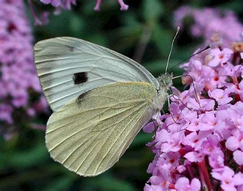 Pieris Brassicae - Insects Morphology