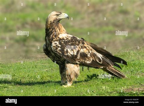 Spanish imperial eagle Stock Photo - Alamy