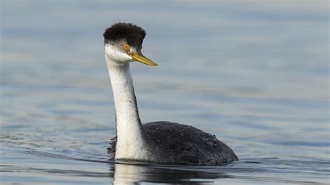 Western Grebe — Eastside Audubon Society