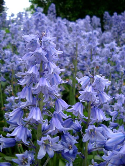 bluebells. | Wonderful flowers, Blue bell flowers, Flower garden plans