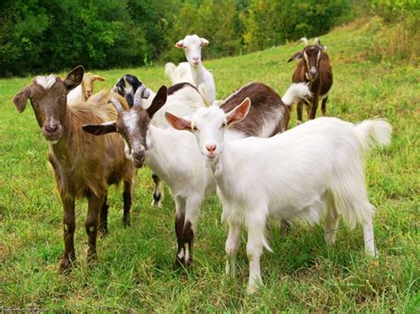 Goat Farming: Find the Best Breeds in These Markets