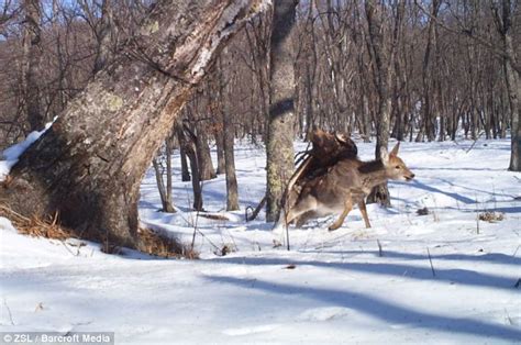 Golden eagle attacking a DEER in unbelievable moment and the 'first ever photographed case of ...