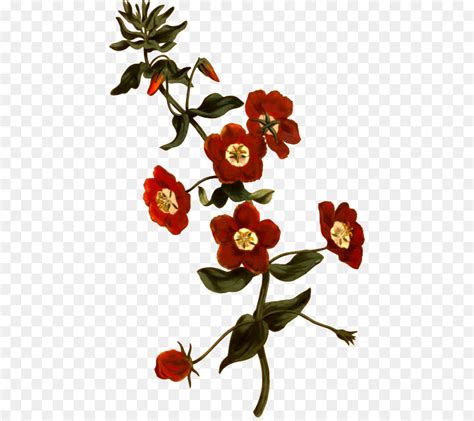 Scarlet Pimpernel Flower Drawing | Best Flower Site