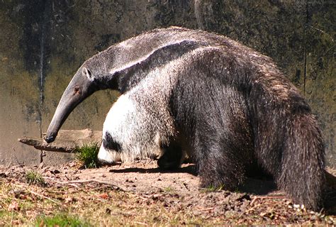 Anteater - Wikipedia