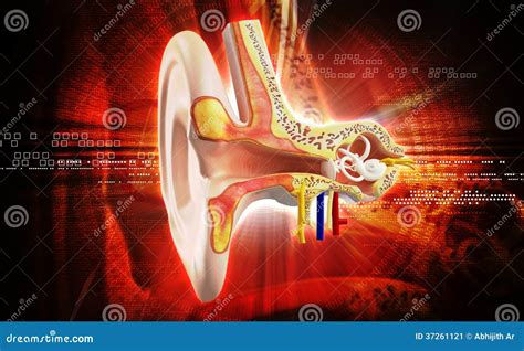 Ear anatomy stock illustration. Illustration of medical - 37261121