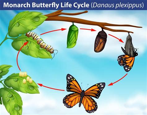 Life Cycle Of A Monarch Butterfly