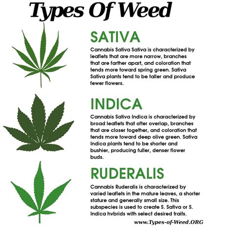 Health.Marijuana.Canada: Types of Weed: Sativa vs Indica vs Ruderalis