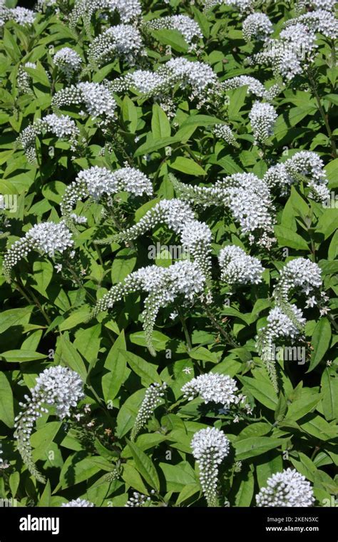 Gooseneck loosestrife (Lysimachia clethroides) in the garden Stock Photo - Alamy