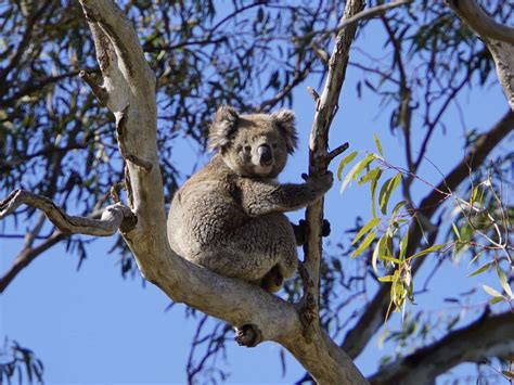 Animal Encounters On A Murray River Safari Tour South Australia