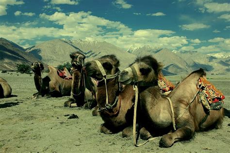 Top 136 + Ladakh desert animals - Lifewithvernonhoward.com