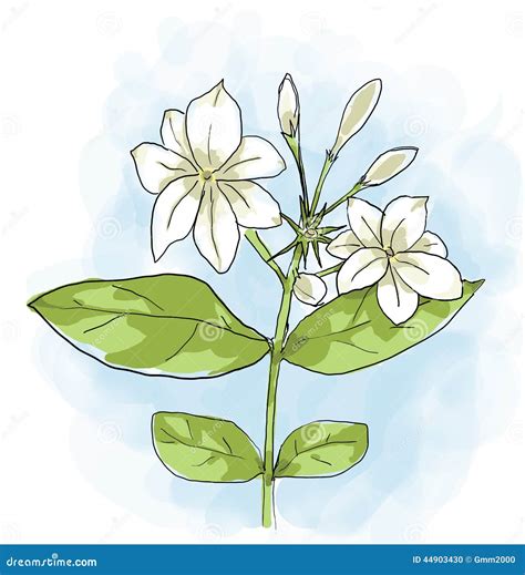 Arabian Jasmine Flower Painting Stock Illustration - Illustration of ...