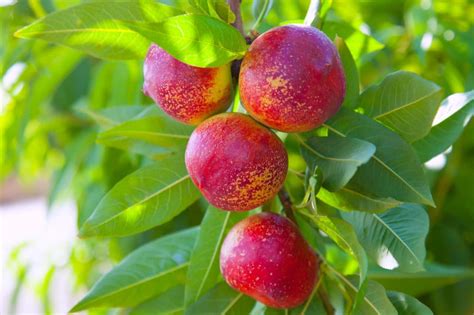 50 Different Nectarine Tree Varieties - ProGardenTips