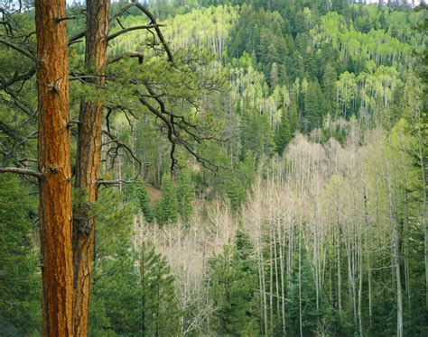 Forest, Kaibab Plateau, Arizona - Main Exhibit - Gallery - Joseph Holmes