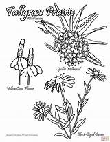 Prairie Coloring Pages sketch template
