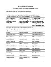 agonist and antagonist - Agonist and Antagonist Muscles Summary Agonist / prime mover muscle ...