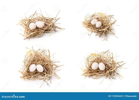 Two Eggs of Zebra Dove Birds in Brown Dry Grass Nest Isolated on White ...