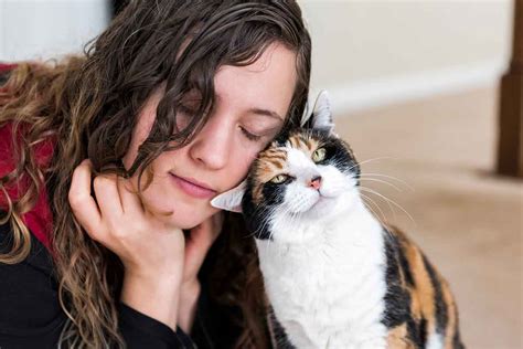 Do Cats Love Us? Science Says Yes! | Fear Free Happy Homes