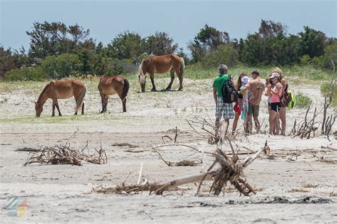 Shackleford Banks Wild Horses - CrystalCoast.com