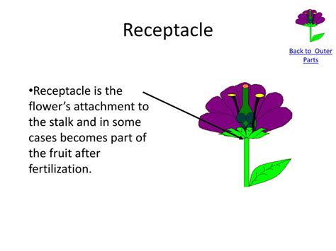 PPT - Flower Anatomy PowerPoint Presentation, free download - ID:2363010