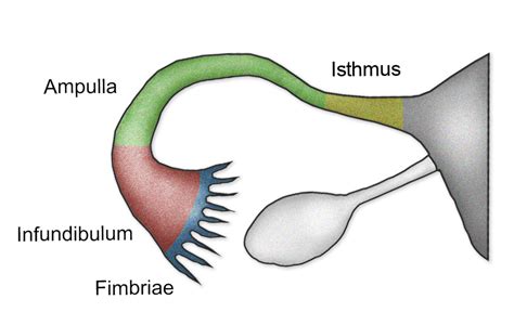 Fallopian Tube Diagram Egg