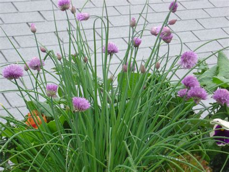 Growing Chives, How to Grow Chives, Planting Chives