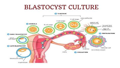 Blastocyst Embryo Transfer Center in Hyderabad - Kiran IVF Genetic