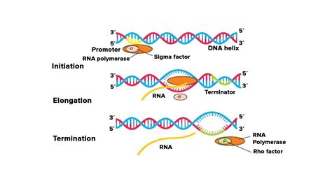 11. Mention three different kinds of ribonucleic acids and functions. Tabulate the transcription ...