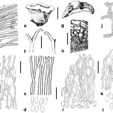 Ontogenetic stages of basidia, basidiospores, and resting spores of... | Download Scientific Diagram