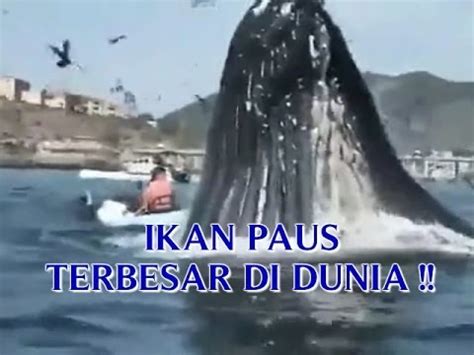 VIDEO IKAN PAUS TERBESAR DI DUNIA "HAMPIR MAKAN ORANG" SAAT IKAN PAUS ...