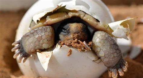 How to Take Care of Turtle Eggs (Easy Guide With Pictures ...