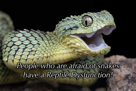 Reptile Dysfunction Photograph by Mark Kostich - Fine Art America