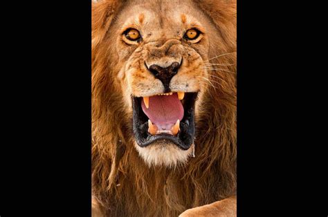 Angry Lion Face Wallpapers - Wallpaper Cave