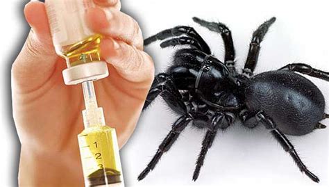 ‘Record’ anti-venom dose saves boy from deadly Australian spider | FMT