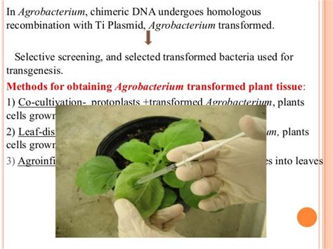 Vector mediated gene transfer methods for transgenesis in Plants.