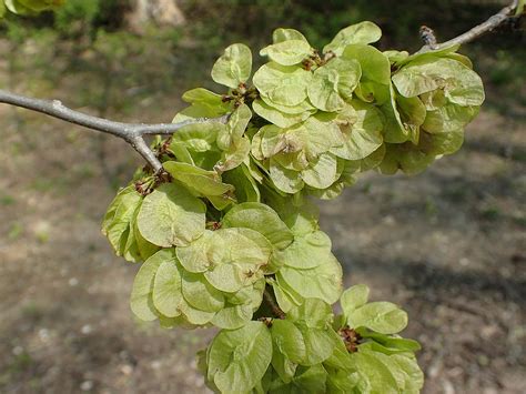 Slippery Elm | Glen Arboretum